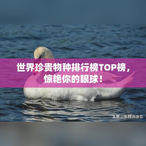 世界珍貴物種排行榜TOP榜，驚艷你的眼球！