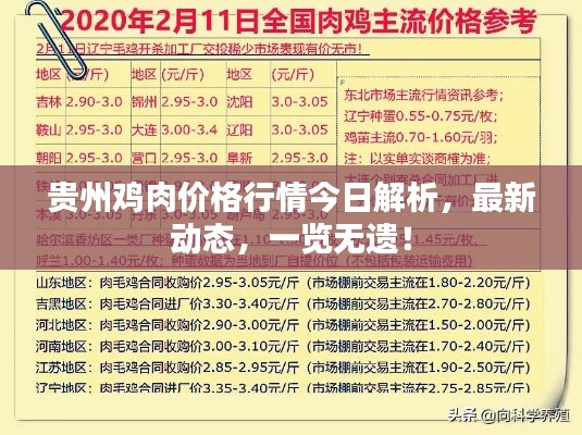 貴州雞肉價(jià)格行情今日解析，最新動(dòng)態(tài)，一覽無(wú)遺！