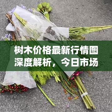 樹木價(jià)格最新行情圖深度解析，今日市場(chǎng)動(dòng)態(tài)一網(wǎng)打盡！