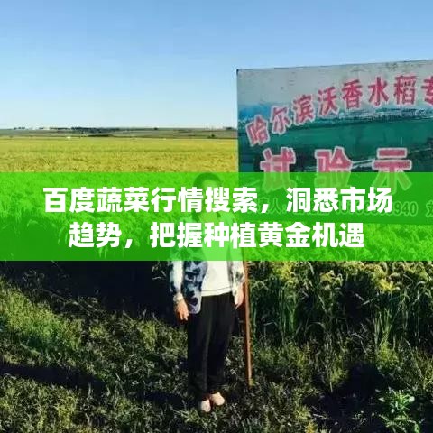 百度蔬菜行情搜索，洞悉市場趨勢，把握種植黃金機(jī)遇