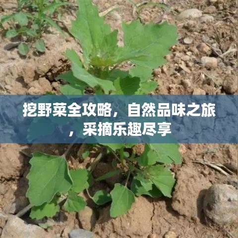 挖野菜全攻略，自然品味之旅，采摘樂(lè)趣盡享