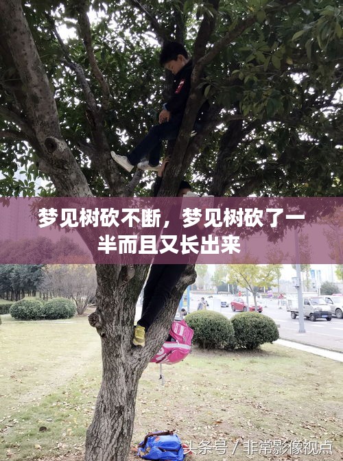 夢見樹砍不斷，夢見樹砍了一半而且又長出來 