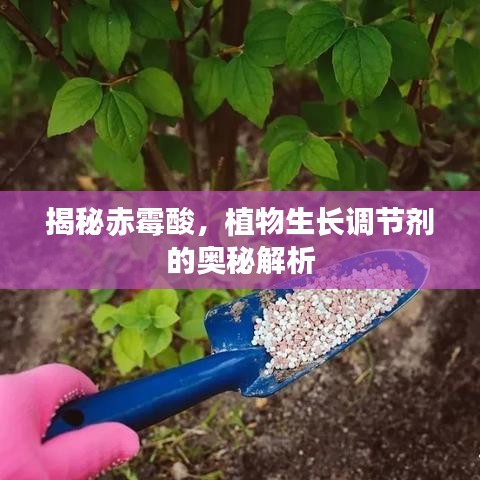 揭秘赤霉酸，植物生長調節(jié)劑的奧秘解析