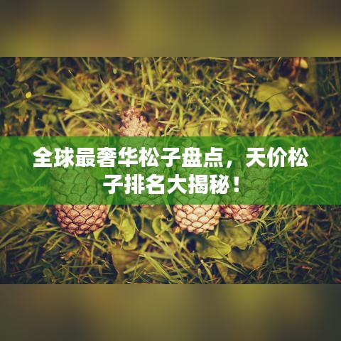 全球最奢華松子盤點，天價松子排名大揭秘！