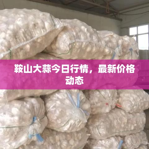 鞍山大蒜今日行情，最新價(jià)格動(dòng)態(tài)