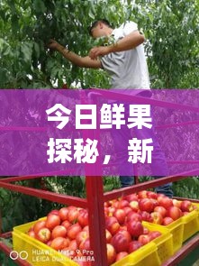 今日鮮果探秘，新鮮果實(shí)世界的最新動(dòng)態(tài)
