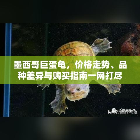 墨西哥巨蛋龜，價格走勢、品種差異與購買指南一網(wǎng)打盡