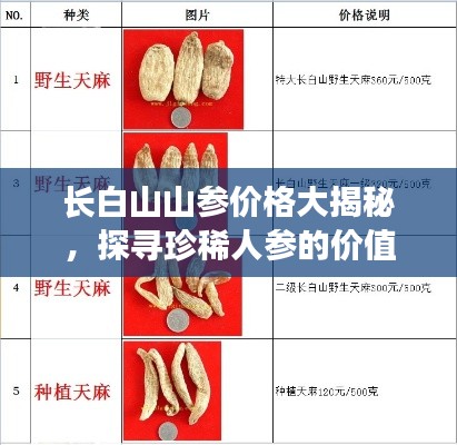 長(zhǎng)白山山參價(jià)格大揭秘，探尋珍稀人參的價(jià)值表