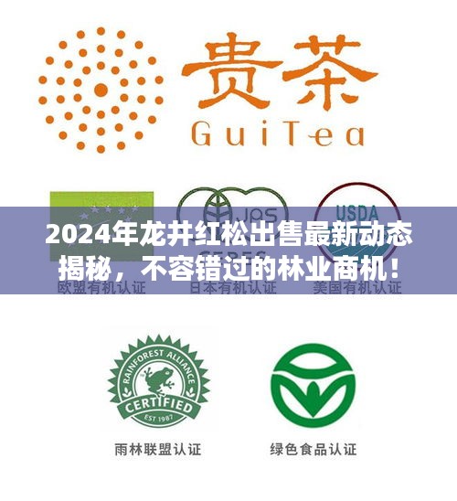 2024年龍井紅松出售最新動態(tài)揭秘，不容錯過的林業(yè)商機！