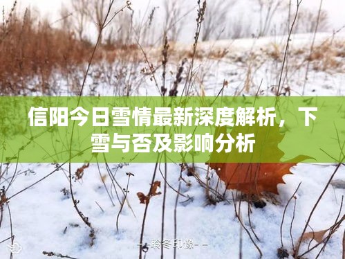 信陽今日雪情最新深度解析，下雪與否及影響分析