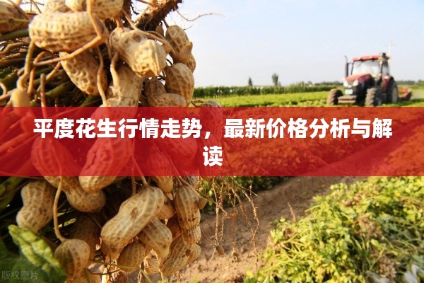 平度花生行情走勢，最新價(jià)格分析與解讀