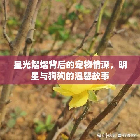 星光熠熠背后的寵物情深，明星與狗狗的溫馨故事