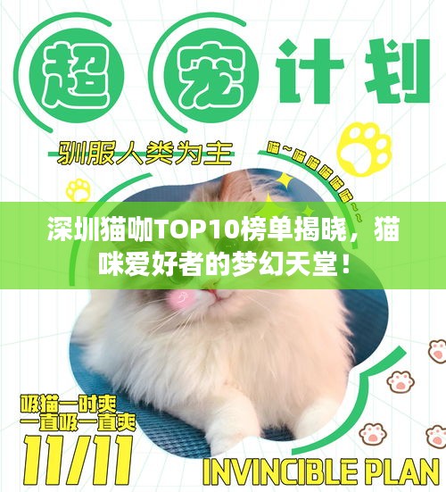 深圳貓咖TOP10榜單揭曉，貓咪愛好者的夢幻天堂！