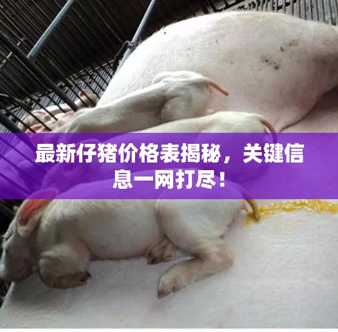 最新仔豬價格表揭秘，關(guān)鍵信息一網(wǎng)打盡！