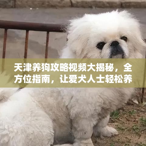 天津養(yǎng)狗攻略視頻大揭秘，全方位指南，讓愛(ài)犬人士輕松養(yǎng)寵！