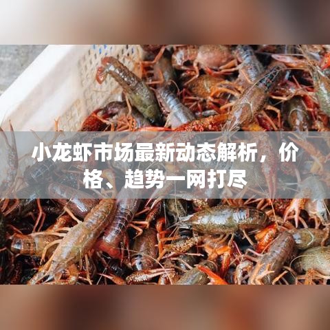 小龍蝦市場最新動態(tài)解析，價格、趨勢一網(wǎng)打盡