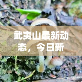 武夷山最新動(dòng)態(tài)，今日新聞速遞