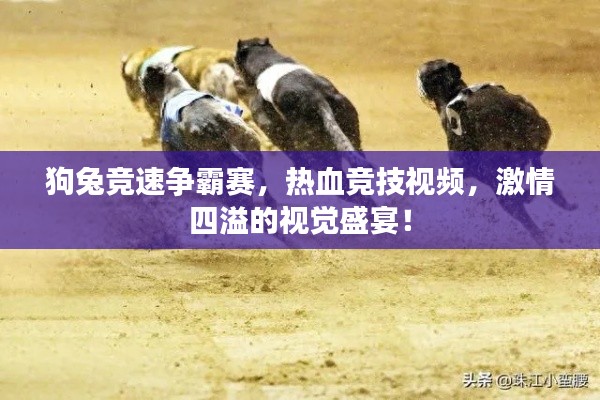 狗兔競速爭霸賽，熱血競技視頻，激情四溢的視覺盛宴！