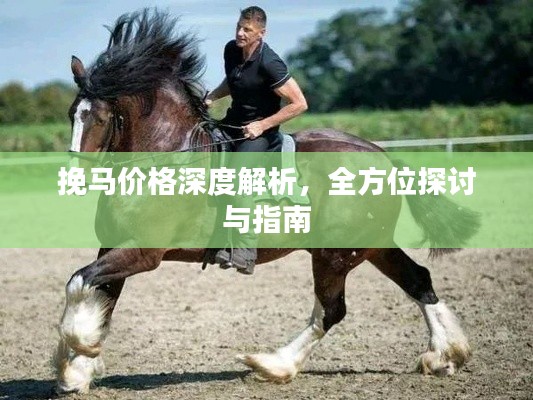 挽馬價格深度解析，全方位探討與指南