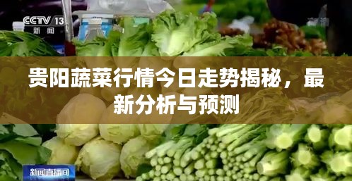 貴陽(yáng)蔬菜行情今日走勢(shì)揭秘，最新分析與預(yù)測(cè)
