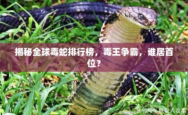 揭秘全球毒蛇排行榜，毒王爭(zhēng)霸，誰(shuí)居首位？