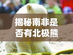 揭秘南非是否有北極熊存在？百度帶你探尋真相！