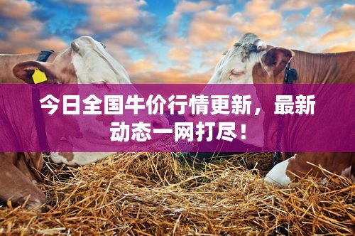 今日全國牛價行情更新，最新動態(tài)一網(wǎng)打盡！