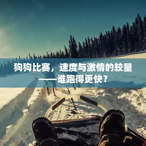 狗狗比賽，速度與激情的較量——誰跑得更快？