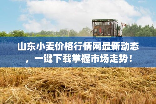 山東小麥價格行情網(wǎng)最新動態(tài)，一鍵下載掌握市場走勢！