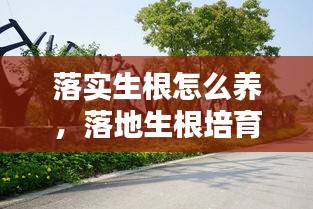 落實生根怎么養(yǎng)，落地生根培育 