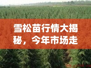 雪松苗行情大揭秘，今年市場走勢分析！