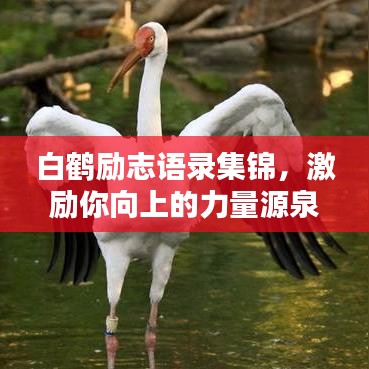 白鶴勵志語錄集錦，激勵你向上的力量源泉