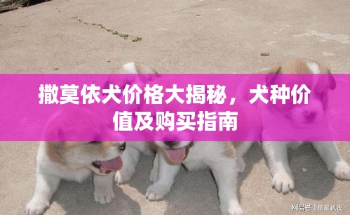撒莫依犬價格大揭秘，犬種價值及購買指南