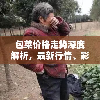 包菜價(jià)格走勢深度解析，最新行情、影響因素及預(yù)測
