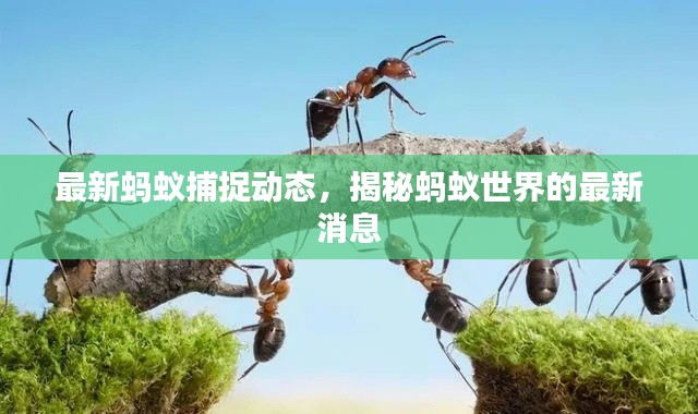 最新螞蟻捕捉動(dòng)態(tài)，揭秘螞蟻世界的最新消息