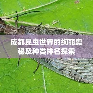 成都昆蟲(chóng)世界的絢麗奧秘及種類排名探索