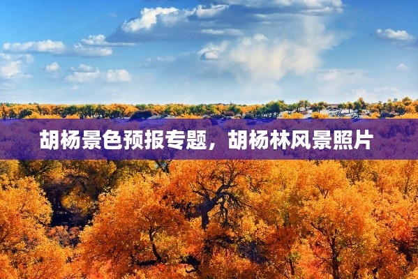 胡楊景色預(yù)報專題，胡楊林風景照片 