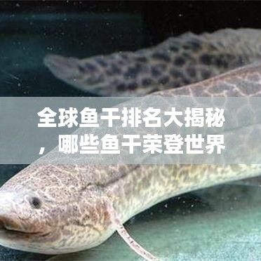 全球魚干排名大揭秘，哪些魚干榮登世界之最榜單？