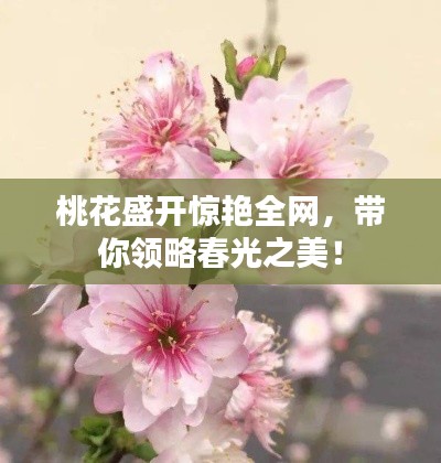 桃花盛開驚艷全網(wǎng)，帶你領(lǐng)略春光之美！