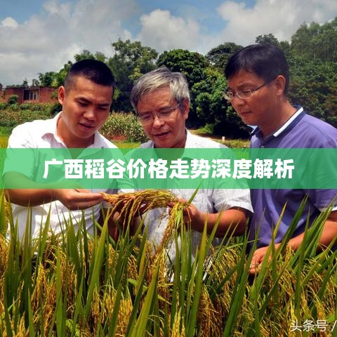 廣西稻谷價(jià)格走勢深度解析