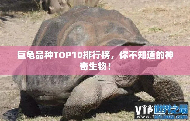 巨龜品種TOP10排行榜，你不知道的神奇生物！