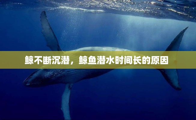 鯨不斷沉潛，鯨魚潛水時間長的原因 