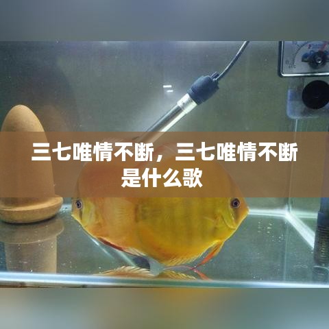 三七唯情不斷，三七唯情不斷是什么歌 