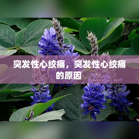 突發(fā)性心絞痛，突發(fā)性心絞痛的原因 