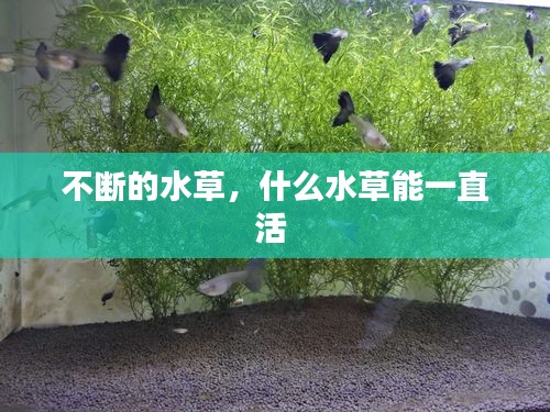 不斷的水草，什么水草能一直活 