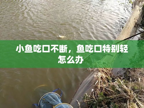 小魚吃口不斷，魚吃口特別輕怎么辦 