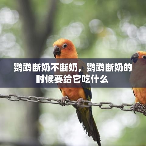 鸚鵡斷奶不斷奶，鸚鵡斷奶的時候要給它吃什么 