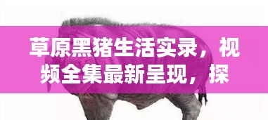 草原黑豬生活實錄，視頻全集最新呈現，探索黑豬草原生活的獨特魅力