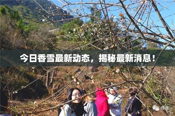 今日香雪最新動態(tài)，揭秘最新消息！