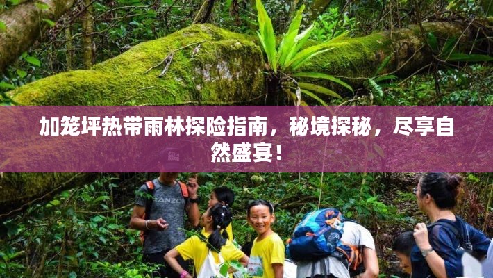 加籠坪熱帶雨林探險(xiǎn)指南，秘境探秘，盡享自然盛宴！